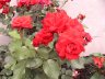 rose klase rød 10 skygge1.JPG - 